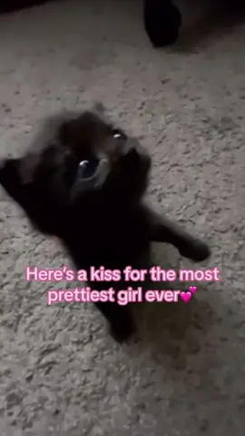 🫶#ilovemygf #iloveyousomuch #cutecatkisses #sendthistoher 