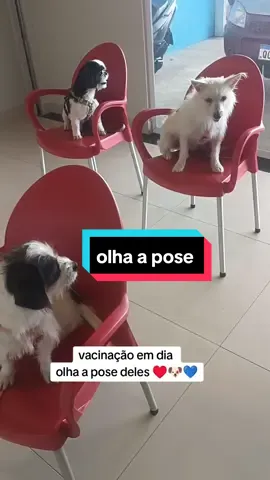 vacinação,olha a pose deles 💙🐶♥️ #vacinacaoanimal #quemamacuida #veterinario 