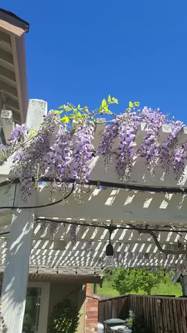 #beesarelife #bees 
