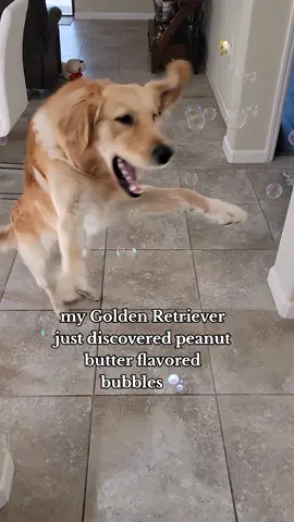 This is your sign to go get peanut butter flavored dog bubbles 🫧 🐾 #dog #dogsoftiktok #goldenretriever 