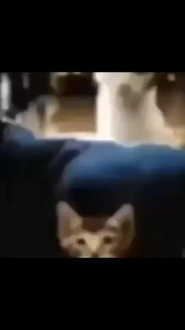 goofy cats compilation #cats #catsoftiktok ##goofy #meme 