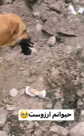 The dog that buries the child, God is animals, God is our God, please treat animals like yourself, سگی که بچه اش را دفن می کند، خدای حیوانات خدای ماست، لطفا با حیوانات مثل خودتان رفتار کنید#animals #❤️ #afghanistan🇦🇫 #foryou #viralvideo #tiktok #🥹 