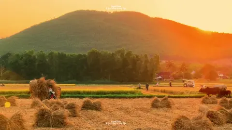 Bình yên của tôi là mỗi chiều được chạy xe trên những cánh đồng trải dài , được nge tiếng chim chích trong những bụi cỏ đằng xa , được nếm vị ngọt của cọng cỏ xanh rì dưới chân mình . Bình yên là khi tui hỏi mấy chú nông dân ngoài đồng “ mùa này trúng lúa không chú ơi ? “ 😁.  Những điều bình dị ấy làm tui nhớ mãi ….🌿🌿🌿