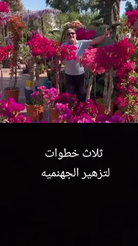 ‏#دويتو مع @Heaven flower .Erbil #osmanxoshnaw ثلاث خطوات لتزهير الجهنميه #ورده #ورد #ورود #اشجار #شمس #قناة_زراعيه1 