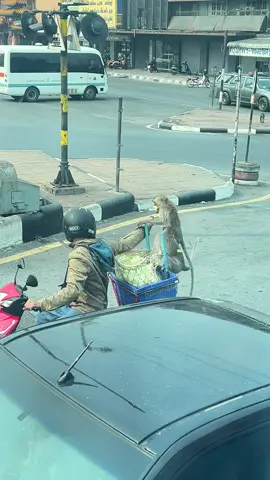 Monkey theif 🐒  Monkey Attack Lopburi 🤣🤣🤣 #monkeyattack #monkey #monkeys #rimpakaur @Kinju1511 