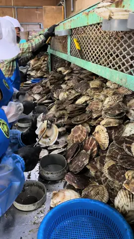 Một ngày chế biến thuỷ sản ở hokkaido, lại thêm quả nhạc nghe não lòng gì đâu á