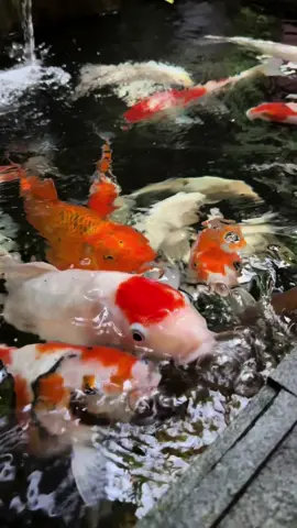 Kolam koi minimalis #JelajahRamadan #fish #reflexion #pond #viraltiktok #CapCut #masyaallahtabarakkallah #ikan #Kolam #Kolam Kecil Memakai Top Filter #backyardvibes #koi #viral #backyard #mostviralvideo #bismillahfyp #kicaumania #kicaumaniaindonesia #burung 