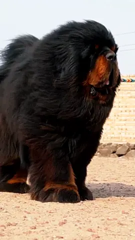#fyp #tiktokdogs #puppy #dogsoftiktok #tiktokdog #petdog #viral #nyc #lovepetsusa #foryoupageofficiall #tibetanmastiff 