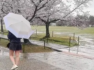 🌸🌸🌸さくら🌸🌸🌸#CapCut #xhtiktok #hoaanhdao🌸 #trending #hyogo28🇯🇵 #himeji #mưabongbóng #nhachaymoingay🌸🍀🌹❤ 