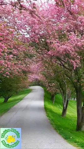 Con Đường Thơ Mộng 😍😍😍 #flower #beautifulflowers #scenery #beautifulscenery #fyp #foryou #nature #thiennhien #thiennhienmuonmau #canhdep #xuhuong #longervideos 