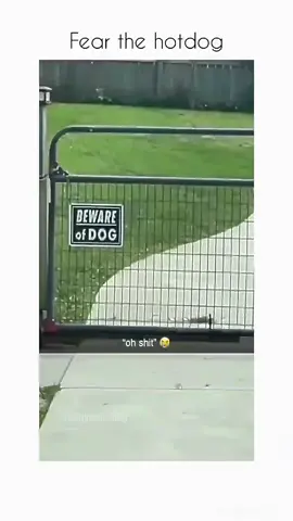 Funny and cute dogs compilation 🤣 #funnydog #funnypet #cutedog #dogoftiktok #doglover #dogs 