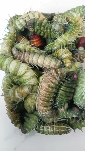 #makananviral #sorotan #semuaorang #makananindonesia #fypシ゚viral #viralinmakanan #makananextreme #gunungkidul #handayanistory 