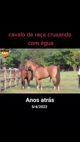 #anosatrás  Cavalo de raça cobrindo egua de sangue puro! #cavalocruzando #éguacruzando #animaisacasalando #cavaloderaça #éguaderaça #animais #equinos #viral #foryou 
