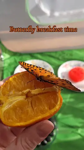 Breakfast time with the gulf fritillaries. This one definitely prefers the orange over the nectar. She was loving it! #butterfly #gulffritillary #passionbutterfly #homeschool #morningcheer 