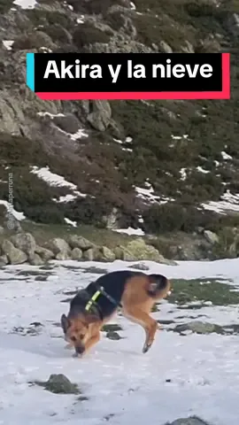 Mi cachorra de casi 8 años descubriendo que las bolas de nieve son mágicas. #nieve #snow #perro #perros #dog #dogs 