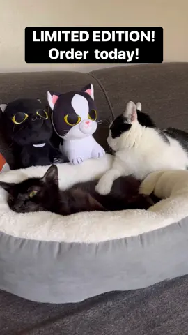 IT’S HERE! IT’S HERE!!! Charlie Bear Makeship plushie is NOW OFFICIALLY AVAILABLE to purchase for THREE WEEKS ONLY. 🎉 Check out the 🔗 in our bio to grab your very own Charlie Bear!😻💕 Here are ALL of the important details: • This is a crowd-funded item, which means we need 200 Charlie plushies to find homes in order for them to be produced. My goal is 400+! The more the merrier because… * $1 from each plushie will be donated to @KC Pet Project - an amazing local shelter here in Kansas City. The more plushies that find a home, the bigger the impact we can have on this no-kill shelter that does super important work in my community. * The Charlie Bear plushie is $29.99 + shipping & any applicable taxes! #Makeship DOES ship internationally to MOST countries, check out the Makeship highlight on our page to see the full list * This campaign is ONLY running for 3 weeks and this plushie is LIMITED EDITION. This is the only time you’ll have to purchase this Charlie of your very own, and will be part of a small batch to exist in the entire world!! * The plushie should ship in 2-3 months from when the campaign ends, as these Charlie plushies are handmade to order. Shipping updates will be sent to the email you provide when you checkout.  💕Being able to raise money for the rescue means the absolute world to us and we appreciate your love and generosity. Thank you from the bottom of our hearts.  PRE ORDER NOW!!! #cats #catsoftiktok #cutecat #makeship #plushie #kittensoftiktok #wobblycat #kitten #funnycats #specialcat #specialneedscat 