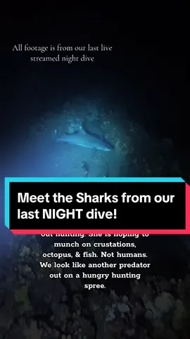 Say Aloha to the sharks from our last night dive! Did you see the big one? 🦈 #sharks #fyp #comedivewithus #wildlife 
