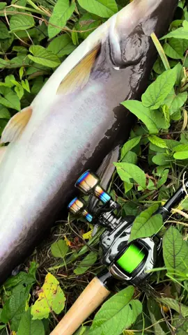 Sepertinya konten terakhir Hunting sipemakan jambu karna bentar lagi musim jambu lewat ,ikan babon nya bakal pindah spot laen😥#fishing #mancing #fup #fyp 