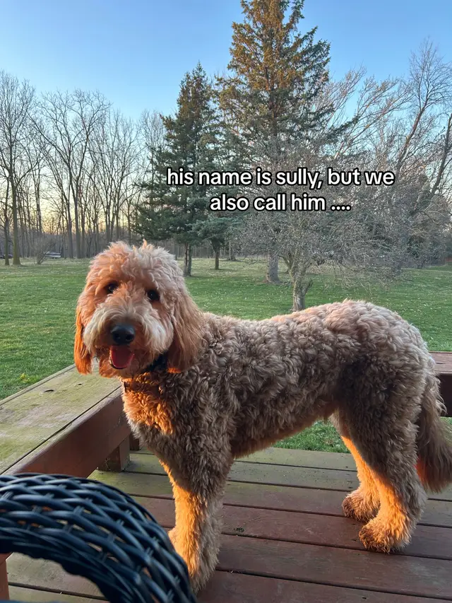 #trend #doodle #goldendoodle #dogtok #funny #nicknames 