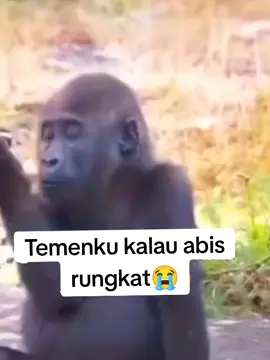 bagusan tadi uang nya belik kuaci satu kampung makan😭😭😂 @mhdrisky @DODI PRAYOGA @Sayed Singh936 @sahrial1312 @muhammad123785  #cxybca #foryou #trend #mahjongways2 #korbanrungkad 