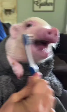 #pig #piglet #pigs #cutepigs#cute#cuteanimals#animals#farm#farmanimals#babyanimals#piggy#pigsoftiktok #repost #funny#hilarious#cute#adorable#adorablepets#pet#petpig#foryou#fyp#trending#tiktok#PetsOfTikTok #family#cool#funny#relaxing#bestofpigs#pig#Love#happy#joy#cuteness#cutenessoverloaded #babypig#babypigs 