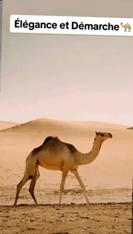 chegeuni complet 🏜️👑🏜️👑🐪👑🏜️🏜️👑👑👑#gouranetchad🇹🇩 #dazagara🇷🇴✌🔥🇱🇾✌🇳🇪 #fayalargeau🥰🥰 #touboudumonde🇷🇴🇱🇾🇮🇳🇹🇷✌️ 