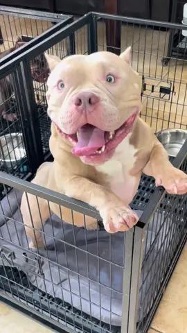 EL GRINGO 💯💯 THE REAL BULLIES  - - - - - - - - - - - #americanbullies #americanbully #pocketbully #bullypics #girlswithbullies #bullypedia #theabkc #cute #bullybreed #americanbullybreed #puppies #pitbullbreed #pittylover #muscle #bodybuilding #pitbulllove #ink #bullynation #bullyfrance #ukc #perros #cachorros #Fitness #mosonbullycamp_ #Fitness #pitbullpride #pitbulllove #pitbulllover #viral