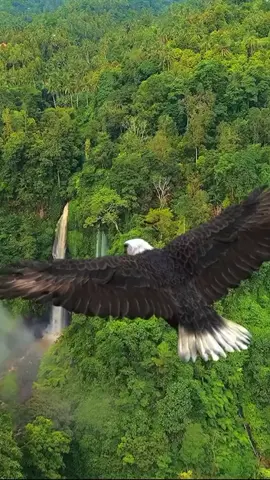 Eagle Flight Live Wallpapers Photos #eagleflightwallpapers #eagleflightlivewallpapers  #livewallpaper  #livewallpapers  #wallpaper  #wallpapers  #4klivewallpapers  #livewallpapers4k  #livewallpapers8k  #8klivewallpapers  #livephotos  #4klivephotos  #livephotos4k  #8klivephotos  #livephotos8k  #mobilewallpapers  #wallpapersmobile  #wallpapersformobile  #phonewallpapers  #phonelivewallpapers