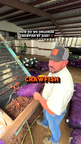 🦞 Our “SELECT” size is now available! We ship em’ live overnight to your door. #crawfish #farming 