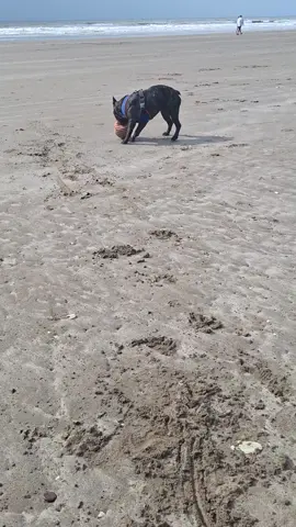 Mi Antonito 😍 #bulldog #doggy #frenchbulldog #perritos #perritostiktokers 