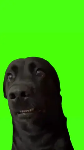 Dog assustado meme tela verde #meme #dog #telaverde #greenscreen #greenscreenvideo #viral #fy #fyp #animal #cachorro 