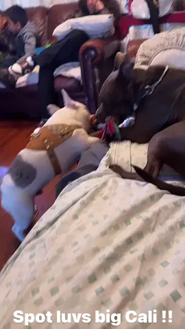 Custom Dog Harness !! All brands & styles ! Hit me up or @Patronez_Leather on IG for yours!  #leather #stitchmaster Help keep us in business !! Many more products on our IG page. 