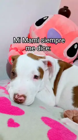 Mi Bebé Hermosa 🥰🐶🍼 #minombrees #pitbullsoftiktok #viral  #mibebéperruno #videoviral #tiktok #hermosa #cachorro #pitbull #pitbulllove 