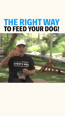 THE RIGHT WAY TO FEED YOUR DOG Food = Calm Surrender State Treats = Happy Go Lucky State Learn more about how Cesar feeds his dogs in our newest YT video! #betterhumansbetterplanet 