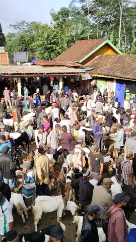 #pasarkambing #pasarkaligesing #etawakaligesing #fypシ゚viral 