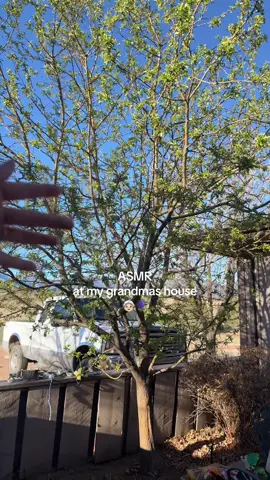 🌱 #asmr #notaminortiktok 