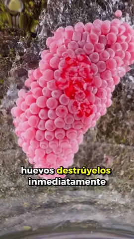 Si ves estos huevos, destruyelos
