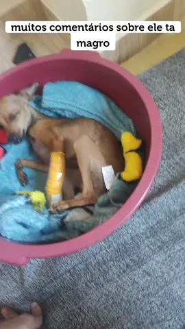 só esclarecendo #pinscherbravo #meupet #pinscher #pinscherbrasil #pinschermini #perros #dogsoftiktok #doglife #doglove 