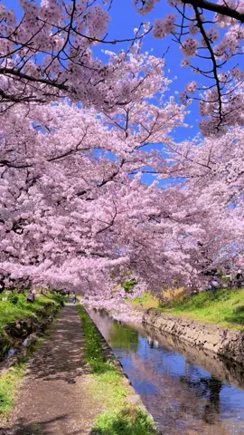 Beautiful cherry blossom , location: Motoarakawa(元荒川) Saitama. #桜 #sakura #cherryblossom #spring #japan #元荒川 #bungasakura #japantravel #おすすめ #さくら 