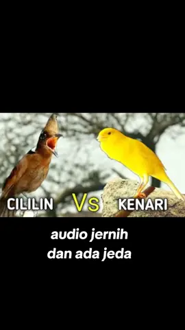 speaker masteran burung digital mp3 #muraibatumania #kicaumania_indonesia 
