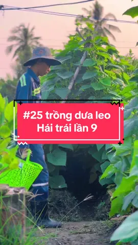 Thu hoạch dưa leo, một ngày hái dưa leo ở vườn, thu hoạch dưa leo sau 40 ngày trồng #hienonha 