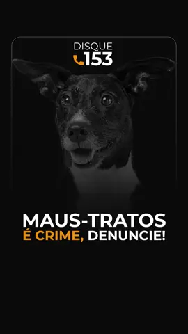 Abril Laranja: MAUS-TRATOS É CRIME - Ligue 153 É inadmissível essas situações, que infelizmente estão se tornando recorrentes. ATÉ QUANDO? Nós não podemos nos calar, temos que dar voz a quem não consegue se defender sozinho. #abrillaranja #abril #combate #causapet #protecaoanimal #abandonoecrime #caramelo #Love #tiktok #tiktokbrasil #justiça 