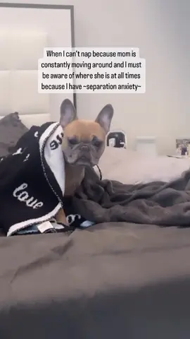 Mommas boy.. iykyk 😤 Credit: on IG scarlett_brutus . . . . . . #frenchbulldogs #frenchiepuppy #frenchieoftheday #frenchiesoftiktok🐾💕 #frenchiesoftiktok🐾💕 #frenchiepuppylove❤️🐾 #frenchiebulldoglovers❤ #frenchiepuppylove❤️ #frenchiebabyy🥰 #frenchiepuppylove❤️ #frenchbulldog #frenchiesoftiktok #frenchiepuppylove 