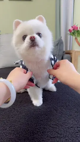Transform your furry friend into a fashionista with our trendy pet apparel! Get ready for some serious paw-drobe envy! 👗🐾 #FashionOnFleek #PawshPup #pet#pets #petsuppliesplus #dog #pet_supplies #fyp 