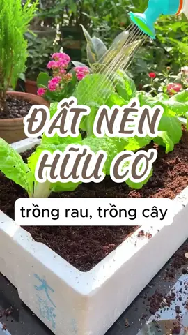 Đất nén xơ dừa hữu cơ dành cho các bác trồng rau tại nhà ạ #trongrausach #xoduatrongcay #datnenxodua #nongnghiep #datnen 