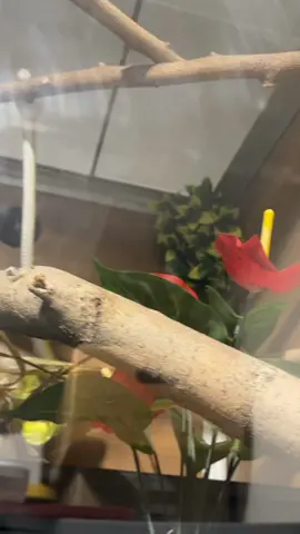 I have no idea what the grinch is doing but he’s doing an amazing job at it.  I have exclusive content. Subscribe on instagram, Patreon or Facebook.  If I hit 75k on instagram by the end of April I’ll get a rainbow boa #gtp #aru #biak #greentreepython #python #pythons #snake #snakes #snek #reptile #reptiles #reptilesofinstagram #reptilelover #reptilekeeper #pet #pets #daily #instagram #tiktok #reels #cute #fun #happy #ballpythonsoftiktok #boise #idaho #funny 