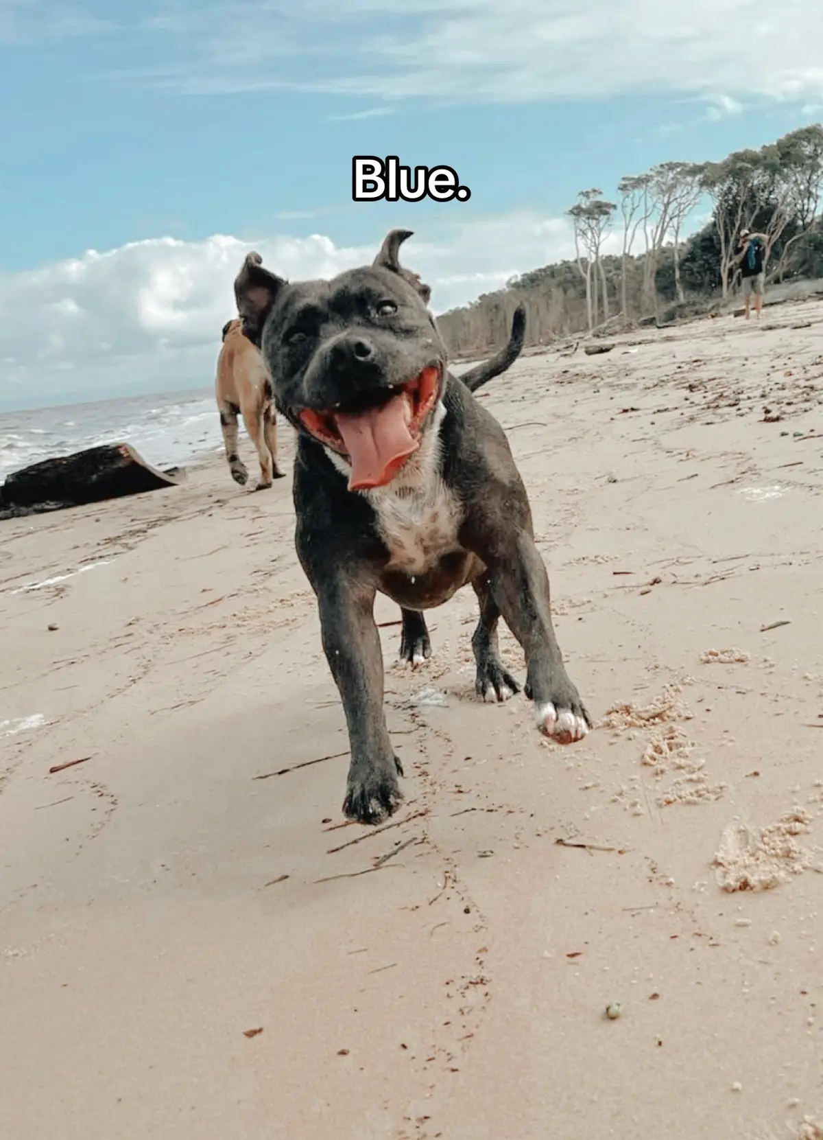 blueberry muff muff boy never even hears his real name 💝✨💕 #staffy #staffylove #staffysoftiktok 