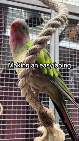 Total cost abt. $2.50. I go through these every few months so good to save $$$ where I can. #birdtoys #birdboing #boing #penelopetheprincess #carlysaviary #aviary 