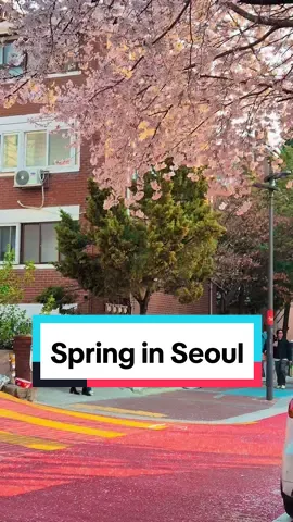 Seoul during spring is such a fairytale #seoul #spring #korea #southkorea #cherryblossom #aesthetic #mood #fyp #foryoupage 
