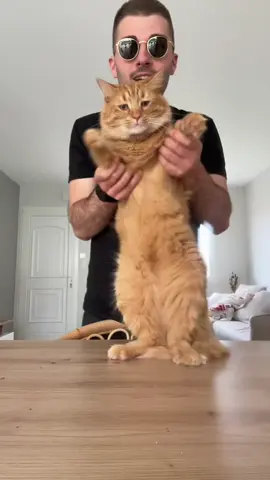 (Oui on a fait beaucoup de tentatives 😂)  #cat #chat #chats #catok #orangecat #dance